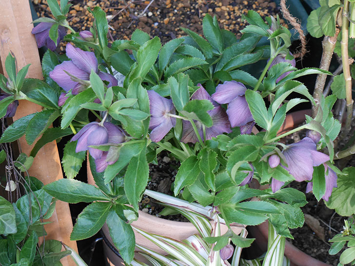 オリエンタリス 紫のシングルの花がたくさん咲いた。2021年-032.jpg