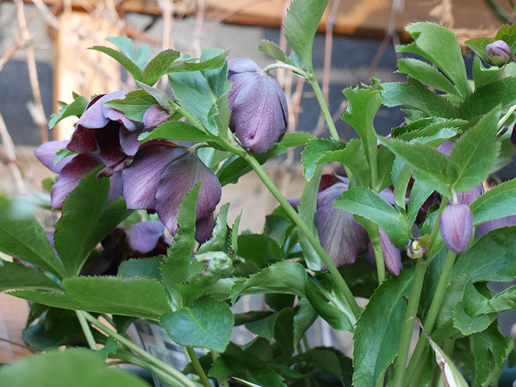 オリエンタリス 紫のシングルの花がたくさん咲いた。2021年-033.jpg
