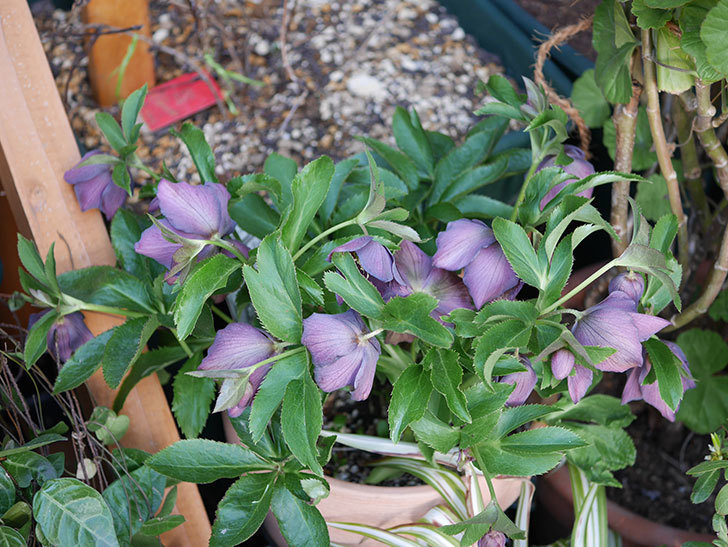 オリエンタリス 紫のシングルの花がたくさん咲いた。2021年-052.jpg