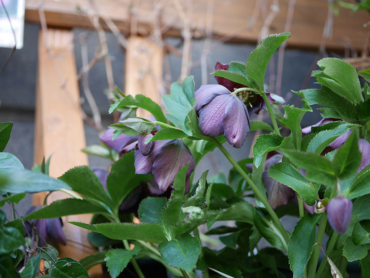 オリエンタリス 紫のシングルの花がたくさん咲いた。2021年-056.jpg
