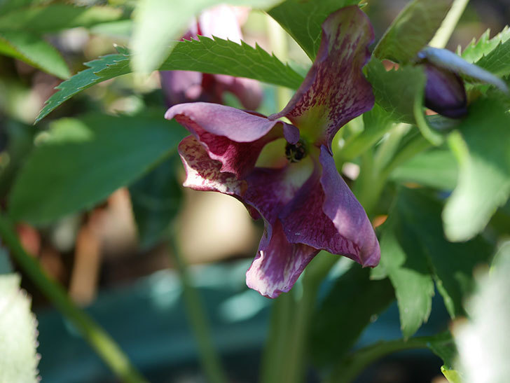 オリエンタリス 紫のシングルの花がまた咲きだした。2021年-004.jpg