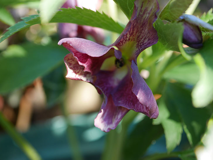 オリエンタリス 紫のシングルの花がまた咲きだした。2021年-005.jpg