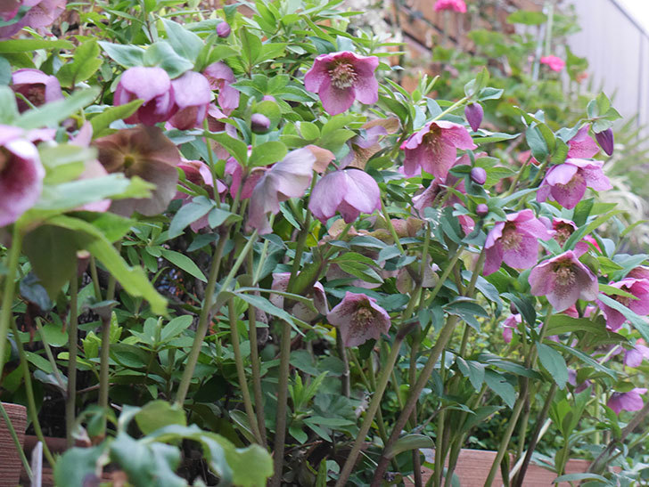 オリエンタリス 紫のシングルの花がスゲー咲いた。2021年-041.jpg