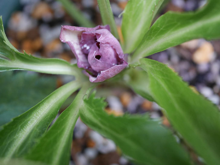 オリエンタリス 紫のシングルの花が咲きだした。2020年-003.jpg