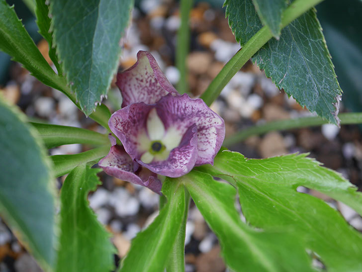 オリエンタリス 紫のシングルの花が咲きだした。2020年-005.jpg