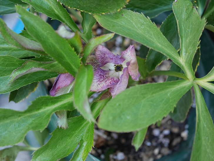 オリエンタリス 紫のシングルの花が増えてきた。2021年-001.jpg