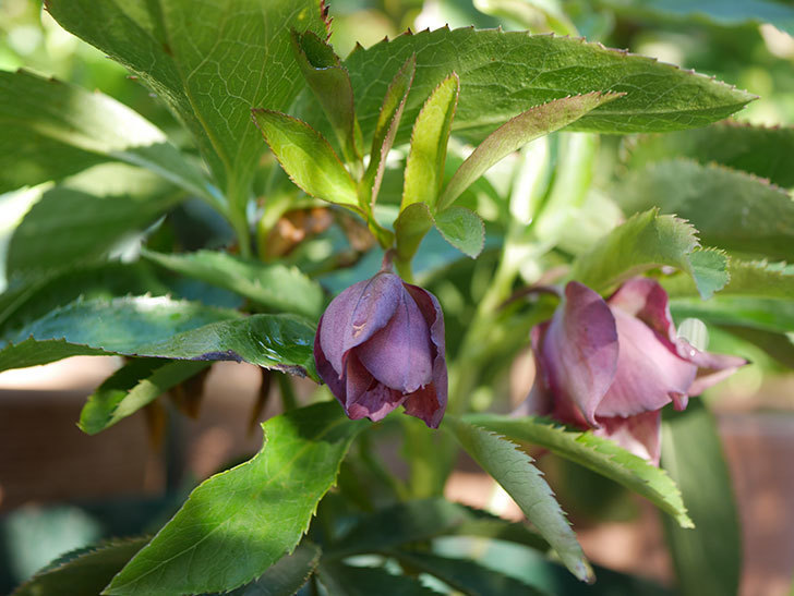 オリエンタリス 紫のシングルの花が増えてきた。2021年-003.jpg