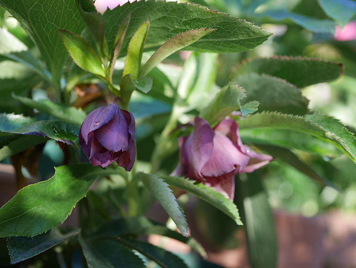 オリエンタリス 紫のシングルの花が増えてきた。2021年-004.jpg