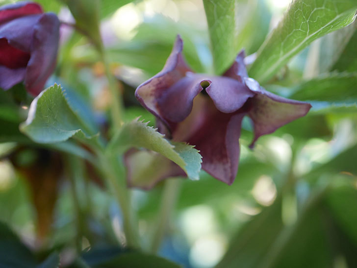 オリエンタリス 紫のシングルの花が増えてきた。2021年-006.jpg