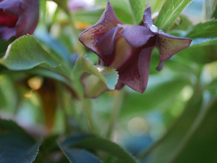 オリエンタリス 紫のシングルの花が増えてきた。2021年-007.jpg