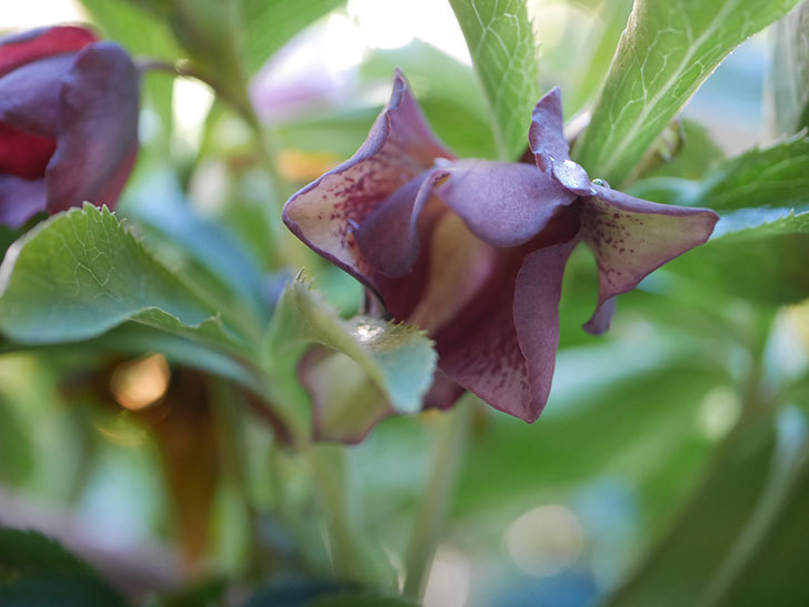 オリエンタリス 紫のシングルの花が増えてきた。2021年-008.jpg