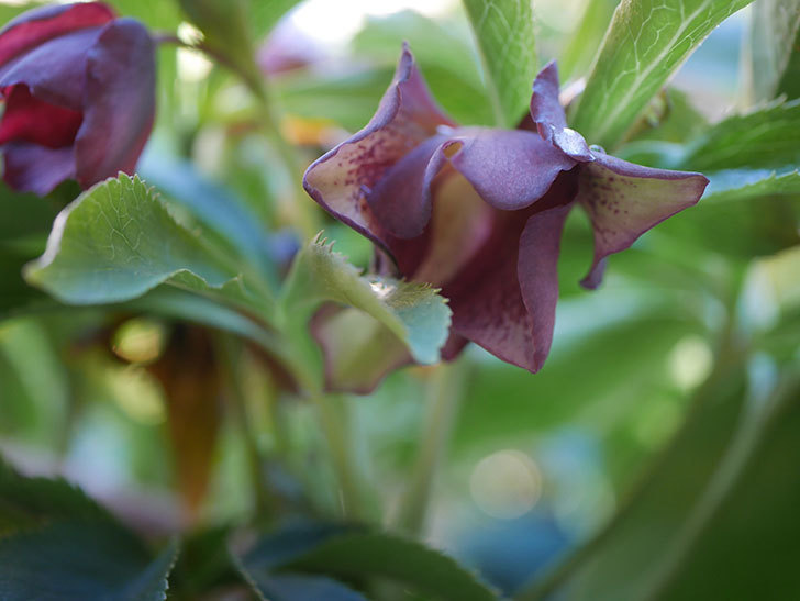 オリエンタリス 紫のシングルの花が増えてきた。2021年-009.jpg