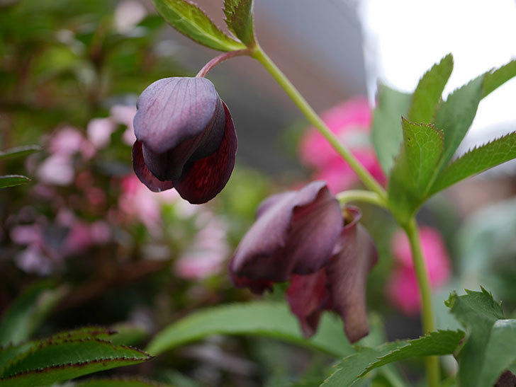オリエンタリス 紫のシングルの花が更に咲いた。2021年-015.jpg