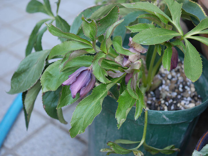オリエンタリス 紫のシングルの花が更に咲いた。2021年-024.jpg