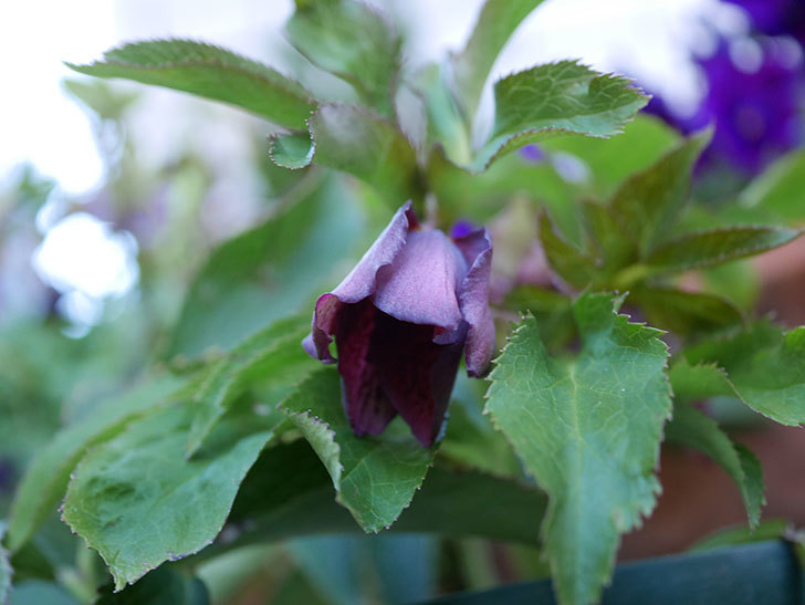 オリエンタリス 紫のシングルの花が更に咲いた。2021年-025.jpg