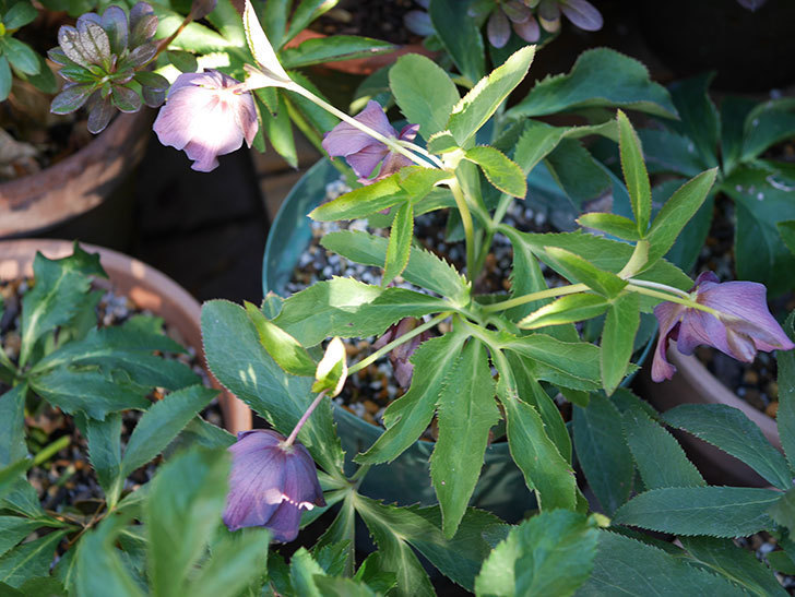 オリエンタリス 紫のシングルの花が更に咲いた。2021年-030.jpg