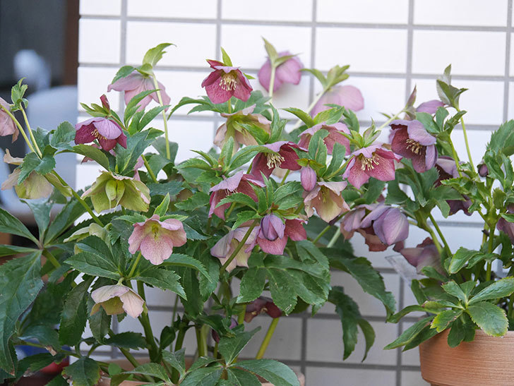 オリエンタリス 紫のシングルの花が次々に咲きだした。2022年-022.jpg