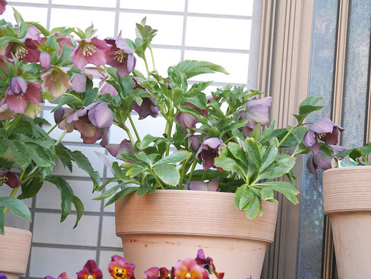 オリエンタリス 紫のシングルの花が次々に咲きだした。2022年-031.jpg