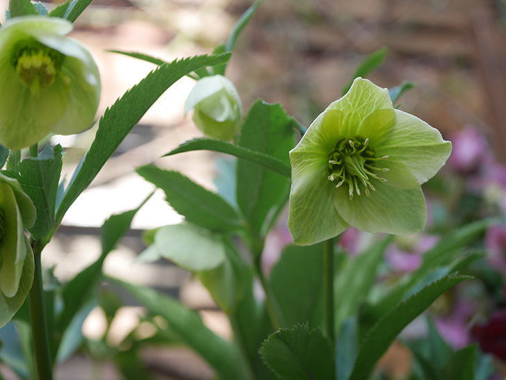オリエンタリス 黄緑のシングルの花が咲いた。2022年-014.jpg