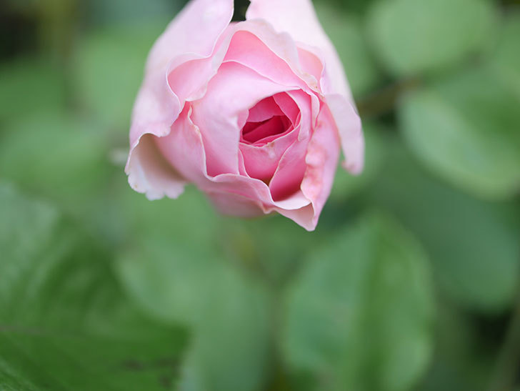 オリビア・ローズ・オースチン(Olivia Rose Austin)の2番花が咲いた。半ツルバラ。2020年-008.jpg