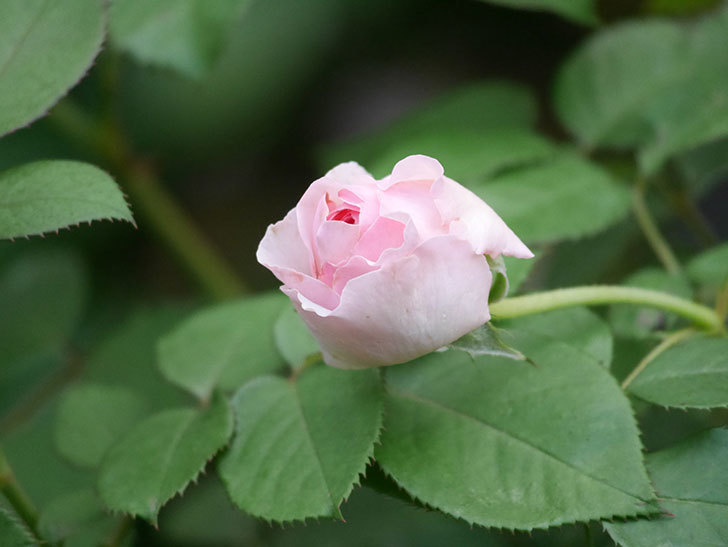 オリビア・ローズ・オースチン(Olivia Rose Austin)の2番花が咲いた。半ツルバラ。2020年-011.jpg
