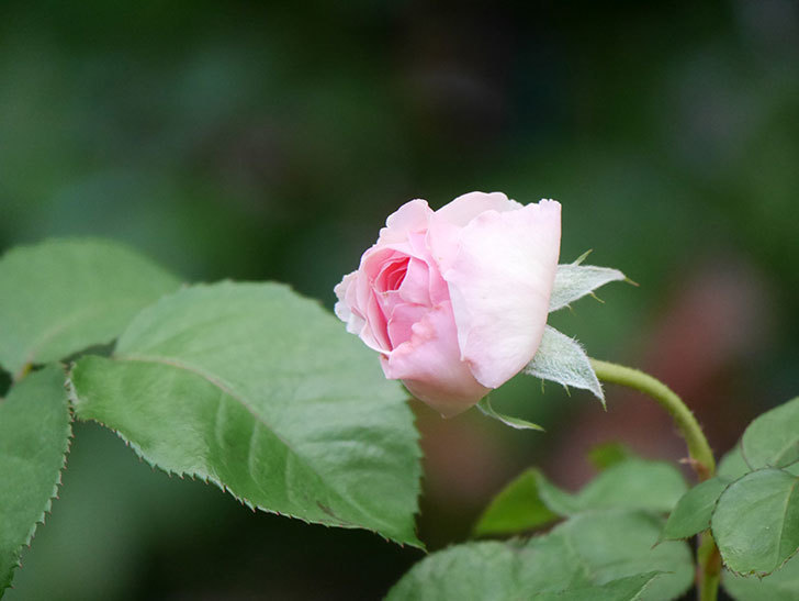 オリビア・ローズ・オースチン(Olivia Rose Austin)の2番花が咲いた。半ツルバラ。2020年-012.jpg