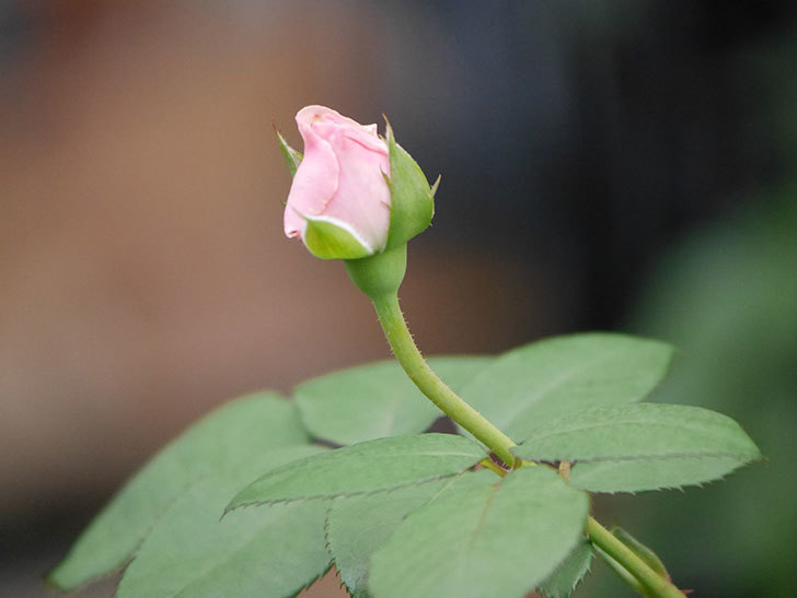 オリビア・ローズ・オースチン(Olivia Rose Austin)の2番花が咲いた。半ツルバラ。2020年-014.jpg