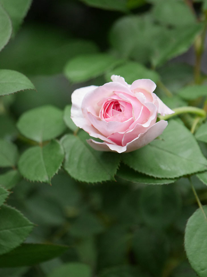 オリビア・ローズ・オースチン(Olivia Rose Austin)の2番花が咲いた。半ツルバラ。2020年-019.jpg