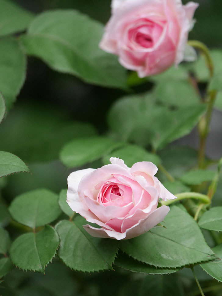 オリビア・ローズ・オースチン(Olivia Rose Austin)の2番花が咲いた。半ツルバラ。2020年-020.jpg