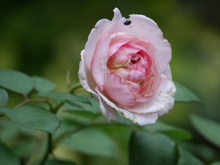 オリビア・ローズ・オースチン(Olivia Rose Austin)の2番花が増えてきた。2020年-022.jpg