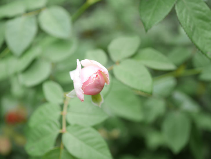 オリビア・ローズ・オースチン(Olivia Rose Austin)の秋花が咲いた。半ツルバラ。2021年-001.jpg