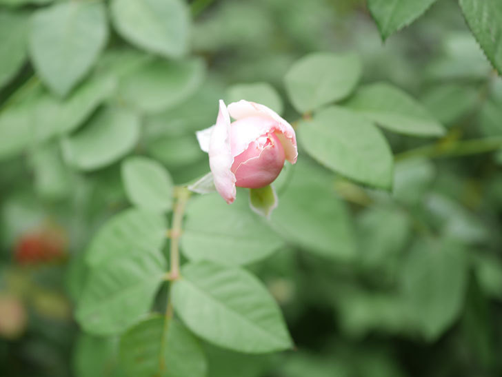 オリビア・ローズ・オースチン(Olivia Rose Austin)の秋花が咲いた。半ツルバラ。2021年-002.jpg