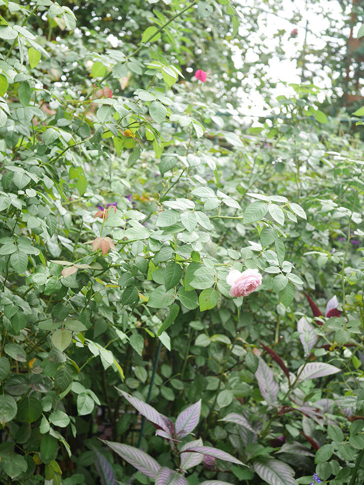 オリビア・ローズ・オースチン(Olivia Rose Austin)の秋花が咲いた。半ツルバラ。2021年-003.jpg