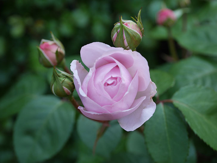 オリビア・ローズ・オースチン(Olivia Rose Austin)の花が咲いた。半ツルバラ。2021年-007.jpg