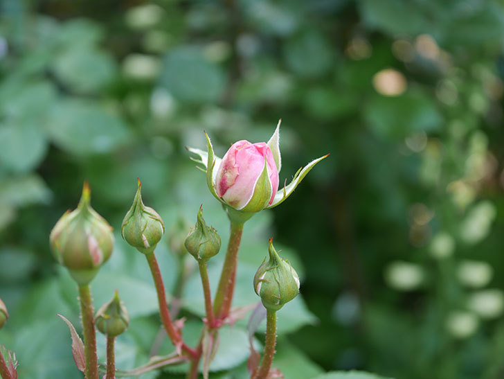 オリビア・ローズ・オースチン(Olivia Rose Austin)の花が咲いた。半ツルバラ。2021年-011.jpg