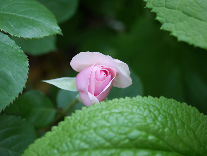 オリビア・ローズ・オースチン(Olivia Rose Austin)の花が咲いた。半ツルバラ。2021年-014.jpg