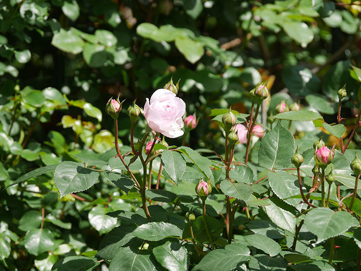 オリビア・ローズ・オースチン(Olivia Rose Austin)の花が咲いた。半ツルバラ。2021年-020.jpg