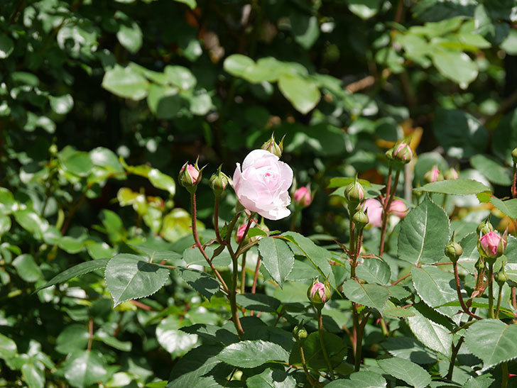 オリビア・ローズ・オースチン(Olivia Rose Austin)の花が咲いた。半ツルバラ。2021年-021.jpg