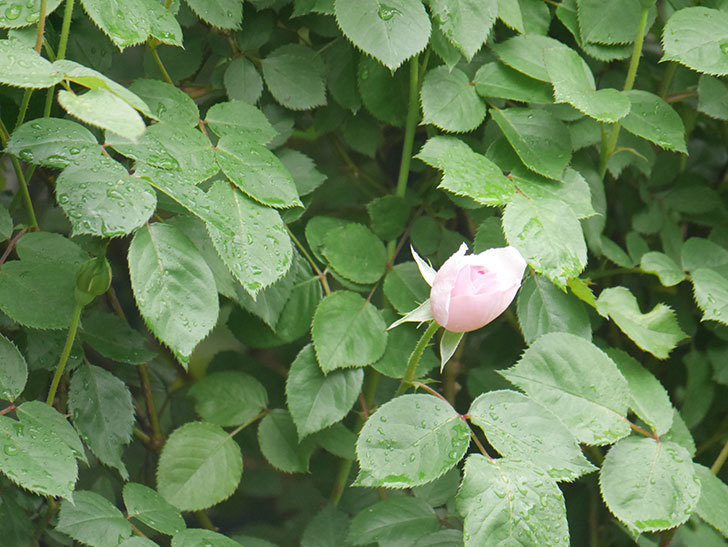 オリビア・ローズ・オースチン(Olivia Rose Austin)の花が咲きだした。半ツルバラ。2022年-003.jpg