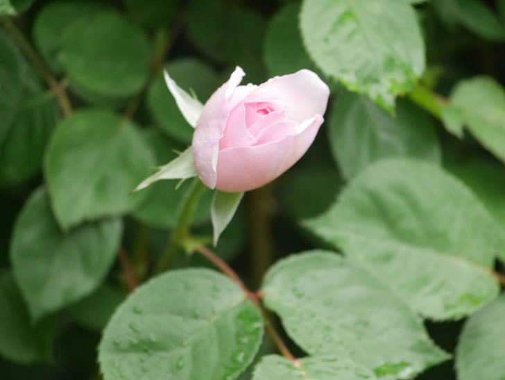 オリビア・ローズ・オースチン(Olivia Rose Austin)の花が咲きだした。半ツルバラ。2022年-004.jpg