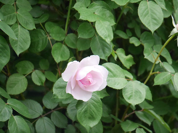 オリビア・ローズ・オースチン(Olivia Rose Austin)の花が咲きだした。半ツルバラ。2022年-010.jpg