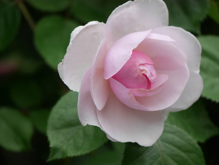 オリビア・ローズ・オースチン(Olivia Rose Austin)の花が咲きだした。半ツルバラ。2022年-014.jpg