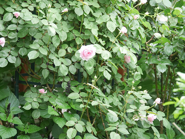 オリビア・ローズ・オースチン(Olivia Rose Austin)の花が咲きだした。半ツルバラ。2022年-026.jpg
