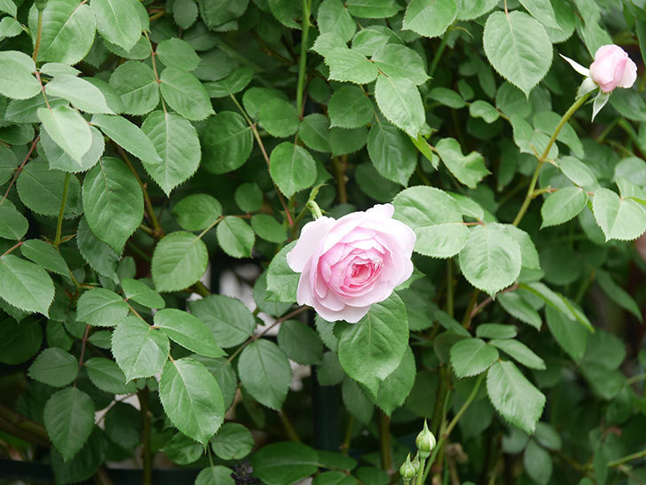 オリビア・ローズ・オースチン(Olivia Rose Austin)の花が咲きだした。半ツルバラ。2022年-031.jpg