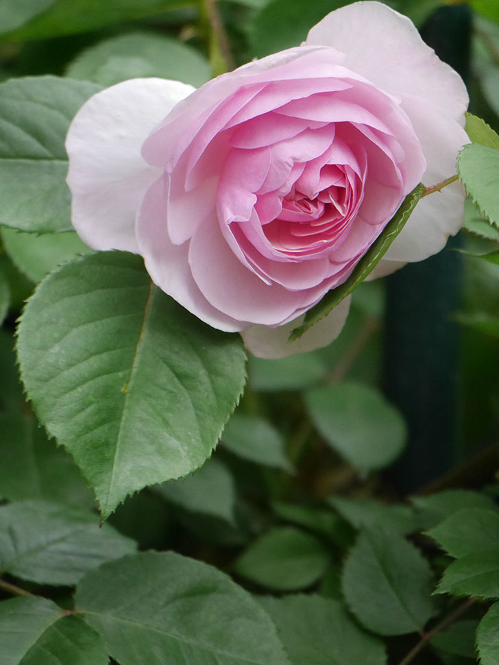 オリビア・ローズ・オースチン(Olivia Rose Austin)の花が咲きだした。半ツルバラ。2022年-041.jpg