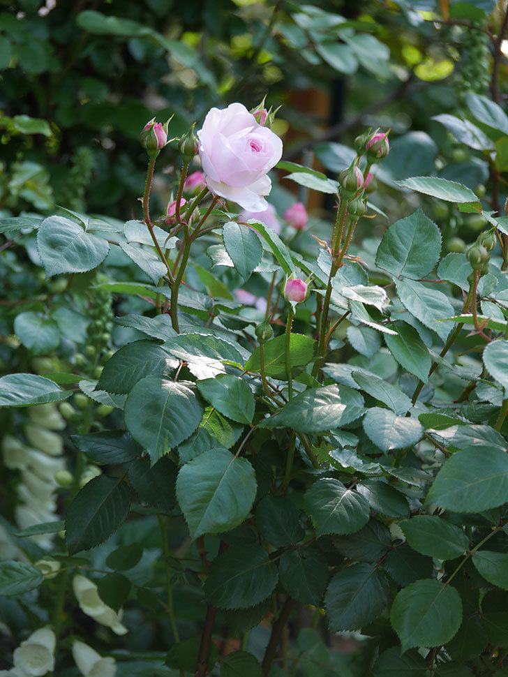 オリビア・ローズ・オースチン(Olivia Rose Austin)の花が増えてきた。半ツルバラ。2021年-002.jpg