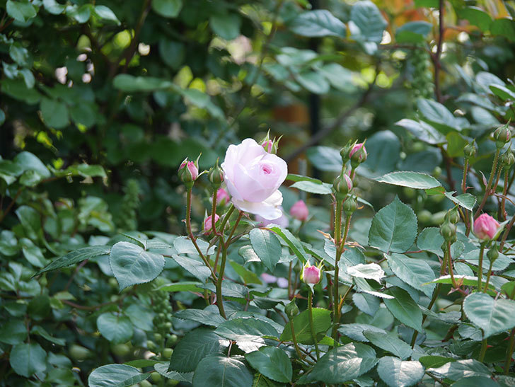 オリビア・ローズ・オースチン(Olivia Rose Austin)の花が増えてきた。半ツルバラ。2021年-004.jpg