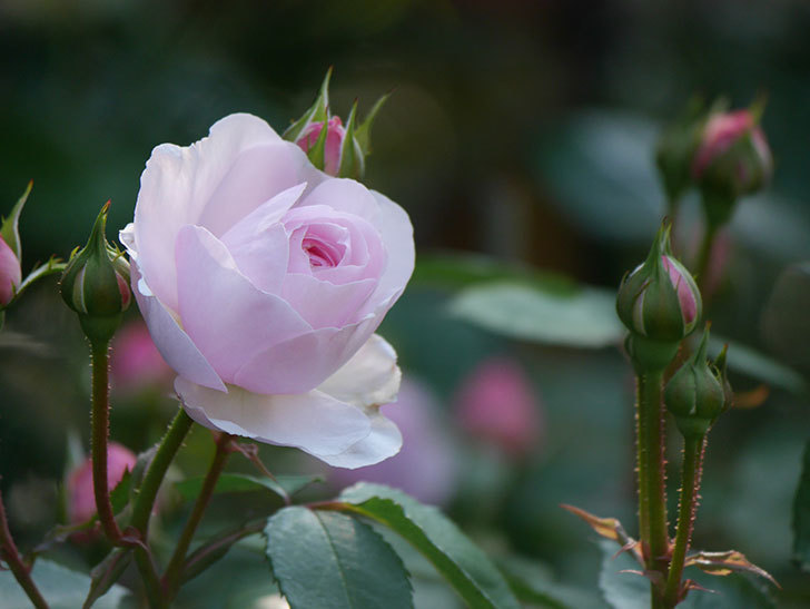 オリビア・ローズ・オースチン(Olivia Rose Austin)の花が増えてきた。半ツルバラ。2021年-005.jpg