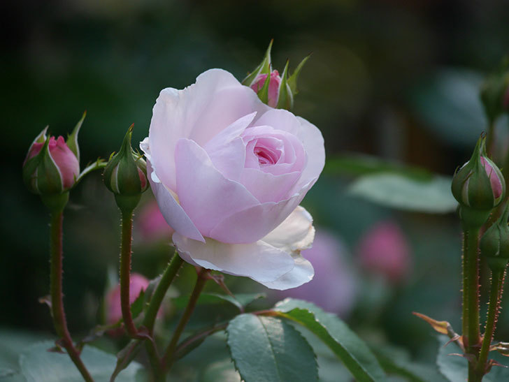オリビア・ローズ・オースチン(Olivia Rose Austin)の花が増えてきた。半ツルバラ。2021年-006.jpg