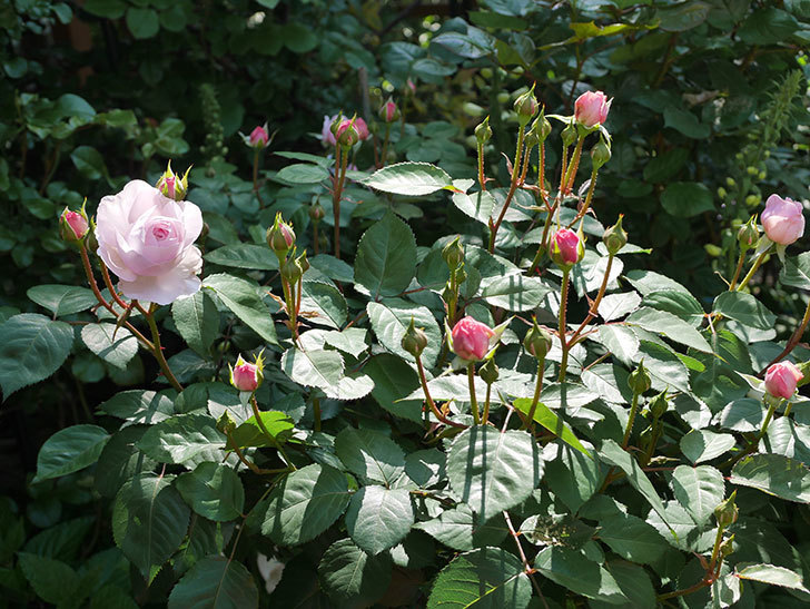 オリビア・ローズ・オースチン(Olivia Rose Austin)の花が増えてきた。半ツルバラ。2021年-008.jpg
